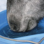 A watchful eye on water intake is an essential consideration in every horse with diarrhea.