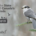“What is good for birds is good for us,” states the 2019 State of Canada’s Birds report. It urges Canadians to “support sustainable range-fed beef,” but is critical of cropping native grasslands and draining wetlands.