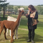 Geri Wayslow has been breeding alpacas on her farm near Ranfurly for the past 15 years.