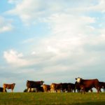 The release of carbon dioxide is increasing in tandem with a wide number of other human activities and there is little evidence that agriculture is a major culprit.