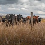 File photo of cattle on pasture northeast of Calgary.