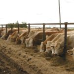 The webinar series wraps up with fall/winter feeding strategies on Oct. 24.