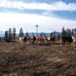 Live cattle futures were lifted by expectations of herd expansion slowing. Photo: File