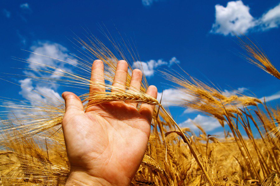 Barley organization to streamline