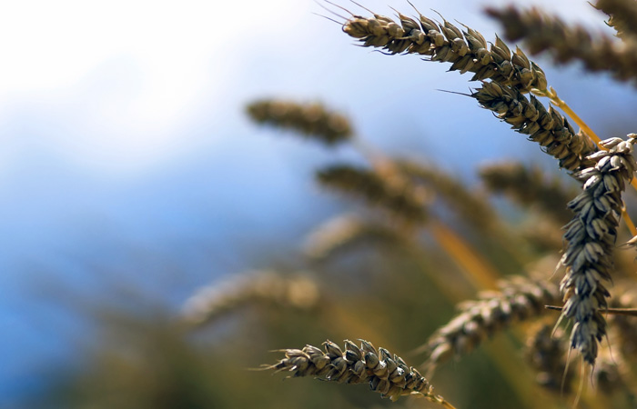 Organic farms and acres increasing on the Prairies