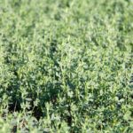 Hay yields were well below normal for many producers and will be in short supply this year in several areas. Photo: File