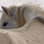 The general appearance of a horse’s topline is a trustworthy indicator of the horse’s overall health and comfort, extending from foot and dental health, to tack, training regimen, and everything in between.