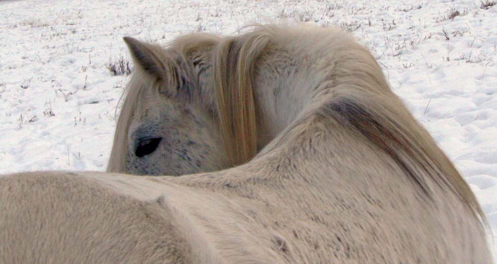 The general appearance of a horse’s topline is a trustworthy indicator of the horse’s overall health and comfort, extending from foot and dental health, to tack, training regimen, and everything in between.