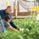 Senior research scientist Nick Savidov and aquaponics technician Penny Takahashi work in the college’s existing Aquaculture Centre of Excellence greenhouse.