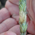 Premature bleaching of wheat spikelet infected by fusarium head blight,
which is expected to be more common this year.