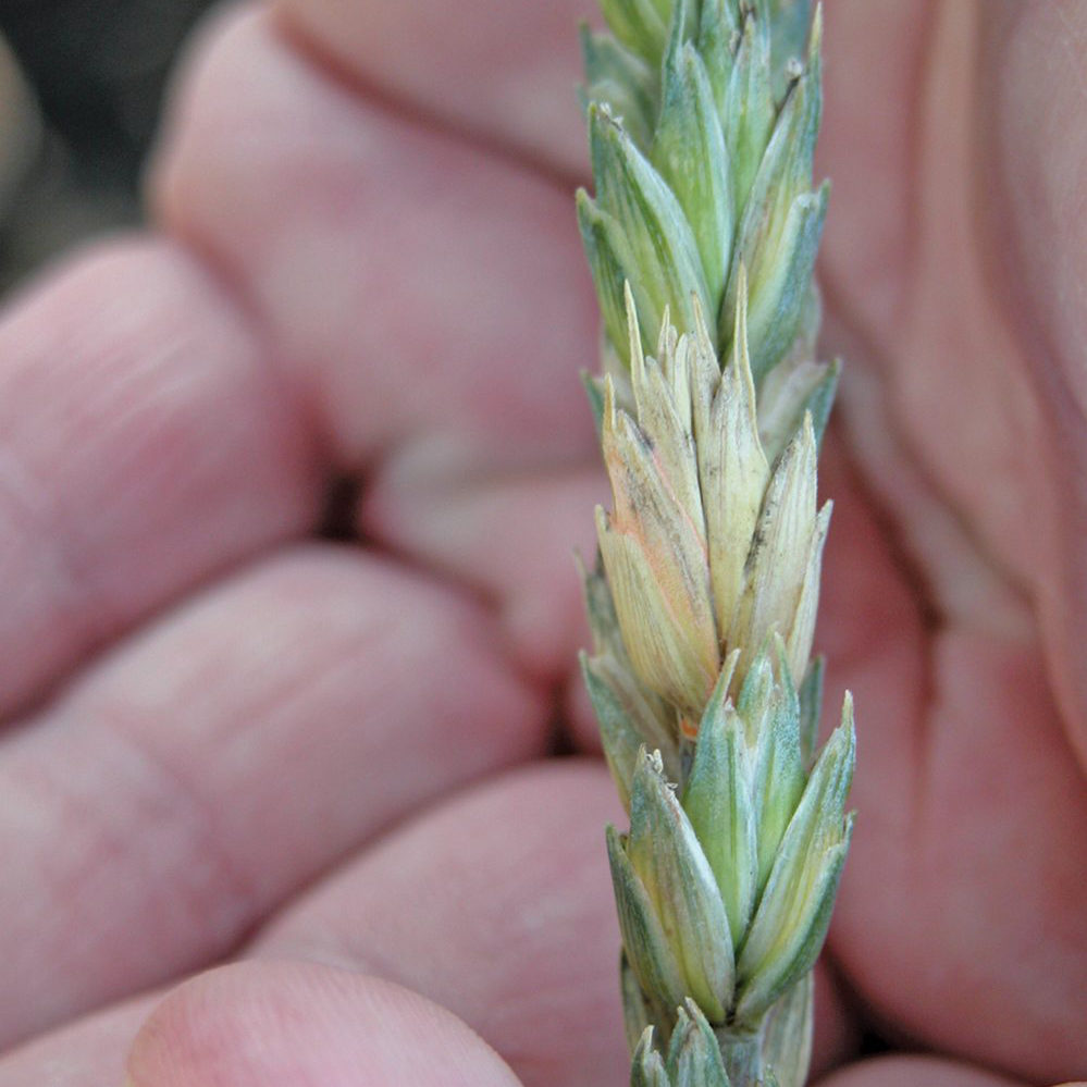 Premature bleaching of wheat spikelet infected by fusarium head blight,  which is expected to be more common this year.