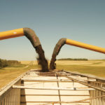 Finding room to store this year’s crop is only one of the
challenges that canola growers are facing this year.