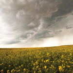Crops that have high rates of applied nitrogen, such as canola, can have a high amount of soil nitrogen well into July in thin stands.