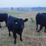 The feed situation has been grim for many producers all year long and there’s not a whole lot of relief in sight.