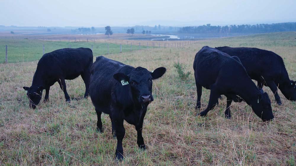 The feed situation has been grim for many producers all year long and there’s not a whole lot of relief in sight.