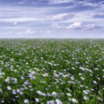 Nine pests to watch for if you’re growing flax
