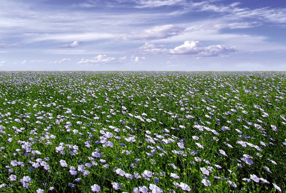 Nine pests to watch for if you&#8217;re growing flax