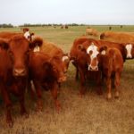 The nine-part feed series is a joint effort between Alberta Agriculture and applied research and forage associations.