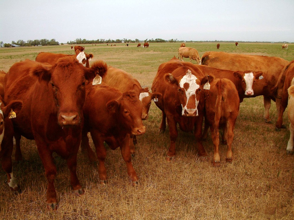 The nine-part feed series is a joint effort between Alberta Agriculture and applied research and forage associations.