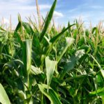 Nutrien expects U.S. farmers to plant as many as 95 million acres of corn in 2020. Photo: File/Greg Berg