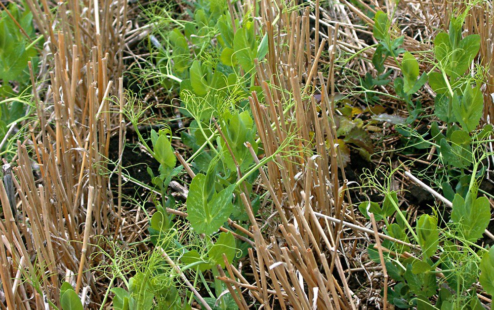 A slow start for some crops has put them a few weeks behind schedule in development that could expose them to frost later in the season.  Photo: File
