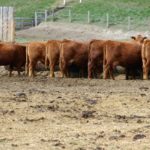 High feed prices are pushing Canadian cattle out of the United States market.
Photo: Thinkstock
