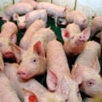 China’s demand for U.S. pork so far has been disappointing, analysts say.
Photo: Thinkstock