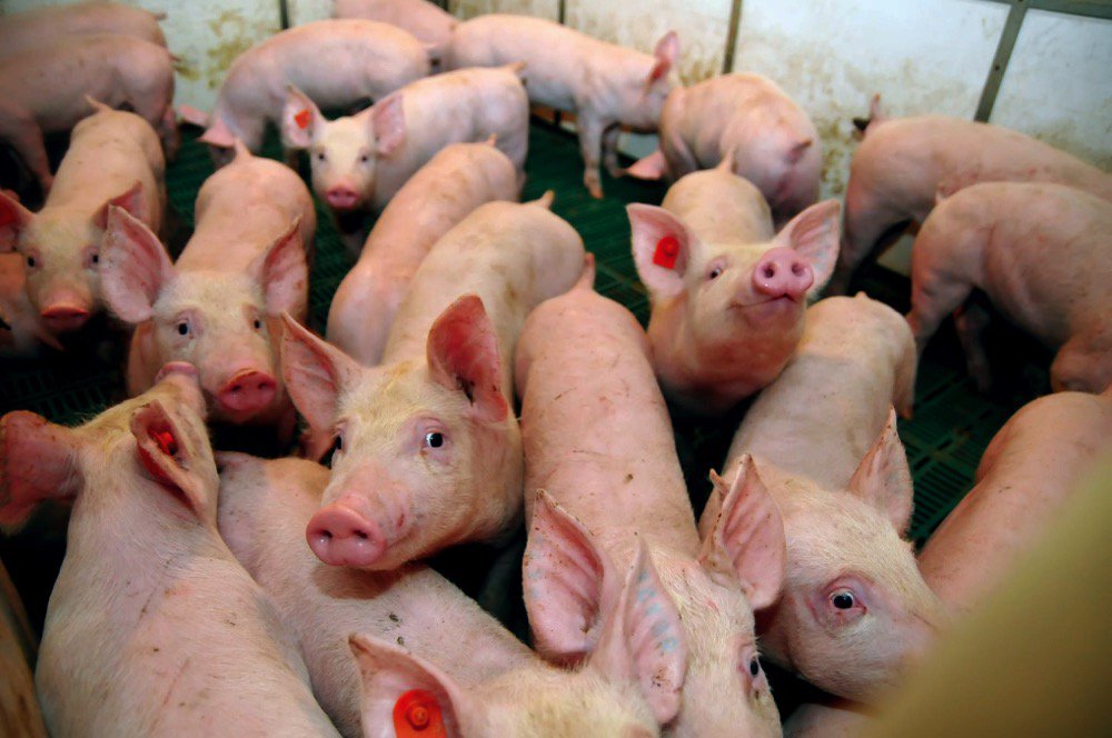 China’s demand for U.S. pork so far has been disappointing, analysts say.
 Photo: Thinkstock
