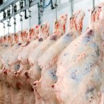The 972-pound warm steer carcass of today is 282 pounds heavier than in 1980 and 330 pounds heavier than in 1960.