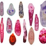 Parasites may be the problem when weight gain is poor