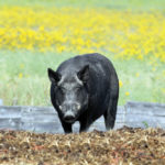 A large male wild boar — which can top 600 pounds — in a rare daytime photo. They tend to be nocturnal.