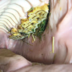 Horses with teeth problems will often pack feed around the areas of pain and discomfort in their mouth as a way of soothing themselves. These feed-packs are called quids and are a common observation in older horses with advanced dental disease. Quids can pack along the cheeks and they can also drop out of the horse’s mouth onto the ground.