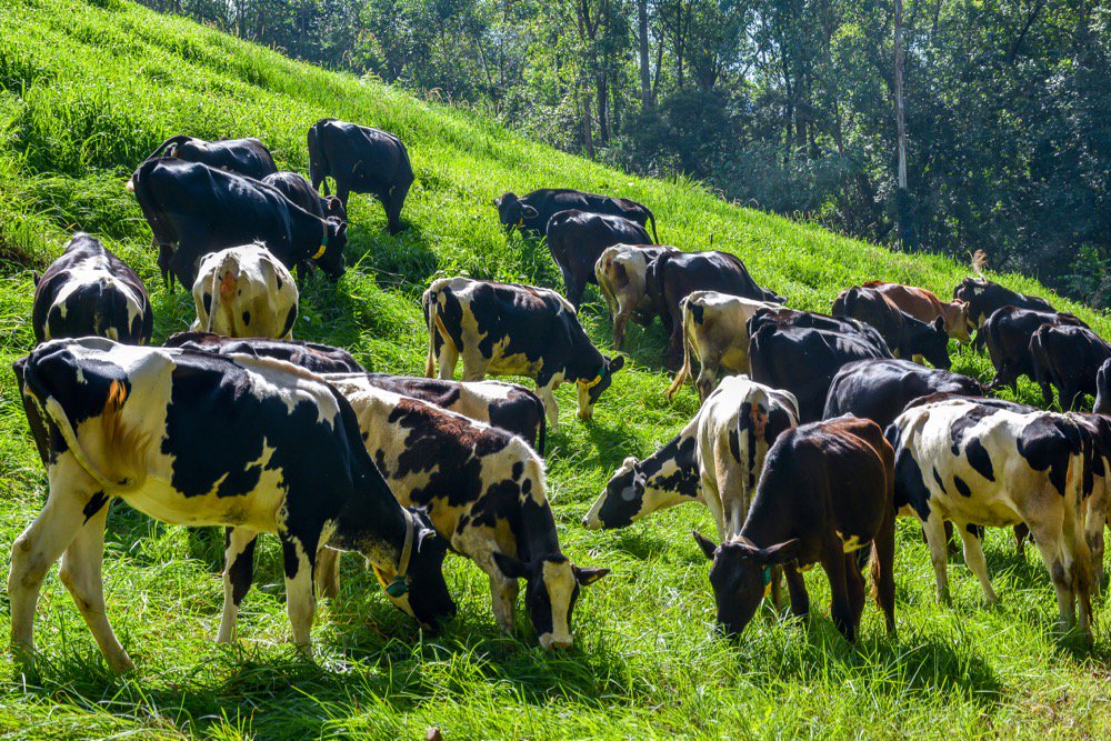 File photo of cattle grazing in India. (Ashwini H/iStock/Getty Images)
