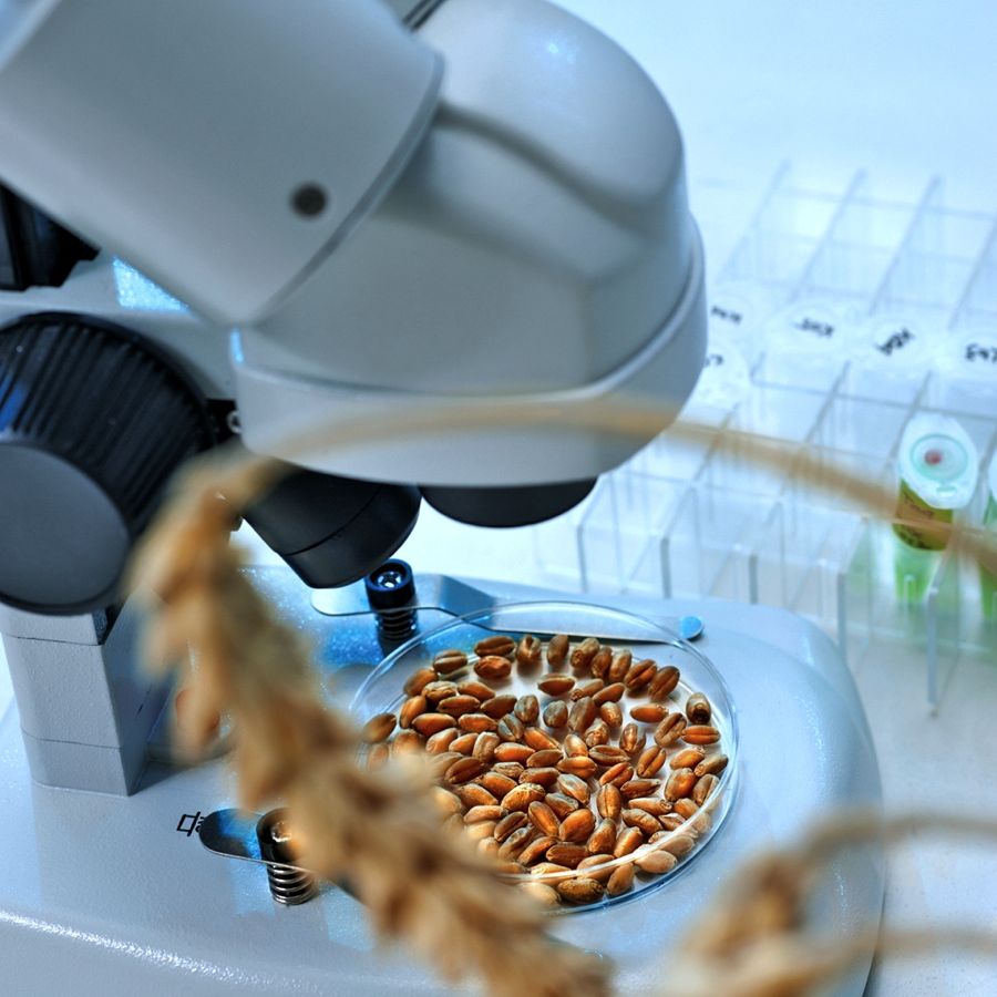 The research will use wild wheat relatives and industry-leading genomics to better understand wheat’s genetic potential.