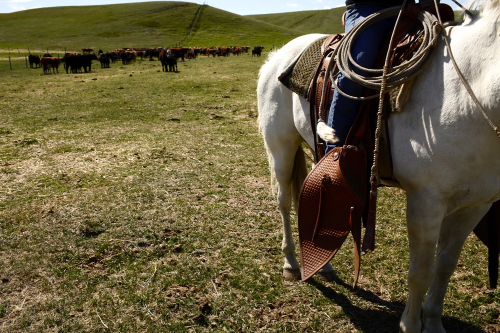 ABP has nine zones, which can elect up to five delegates and one cattle feeder delegate.