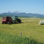 A hay ration that costs eight cents per pound is basically the break-even point, says a provincial farm business management specialist.
