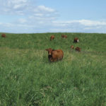 Ducks Unlimited Canada and the beef sector share the same focus on “water and grass,” says CEO Karla Guyn.