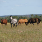 The fecal egg count test measures the number and type of parasite eggs a horse is passing in its manure which helps better target
the use of deworming products.