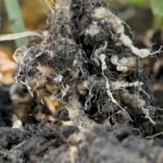 Clubroot galls on a canola plant. (Video screengrab from Canola Council of Canada via YouTube)