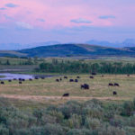 There’s room for more cattle in Canada’s beef heartland — but cow numbers here, like the rest of the country, continue to shrink. A shortage of feed means the size of both the provincial and national herd will likely fall further.