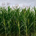 A corn crop west of Grunthal, Man. on Aug. 17, 2019. (Dave Bedard photo)