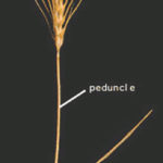 Before applying glyphosate, see if the peduncle has yellowed or browned and, if so, give the kernel the thumbnail test. If the kernel squishes between your fingers, it’s too early to apply glyphosate, says agronomist Jeremy Boychyn.