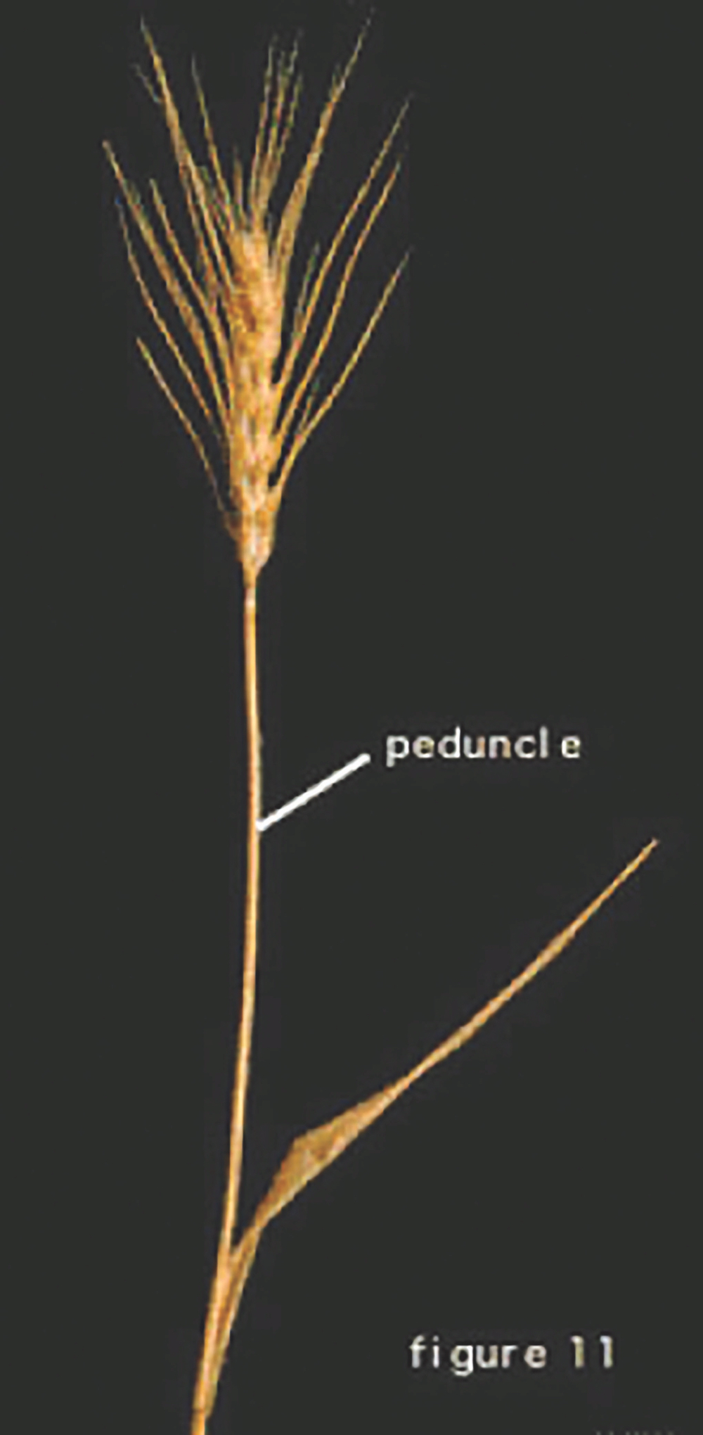 Before applying glyphosate, see if the peduncle has yellowed or browned and, if so, give the kernel the thumbnail test. If the kernel squishes between your fingers, it’s too early to apply glyphosate, says agronomist Jeremy Boychyn.