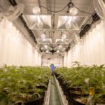 File photo of medical cannabis in production. (FatCamera/iStock/Getty Images)