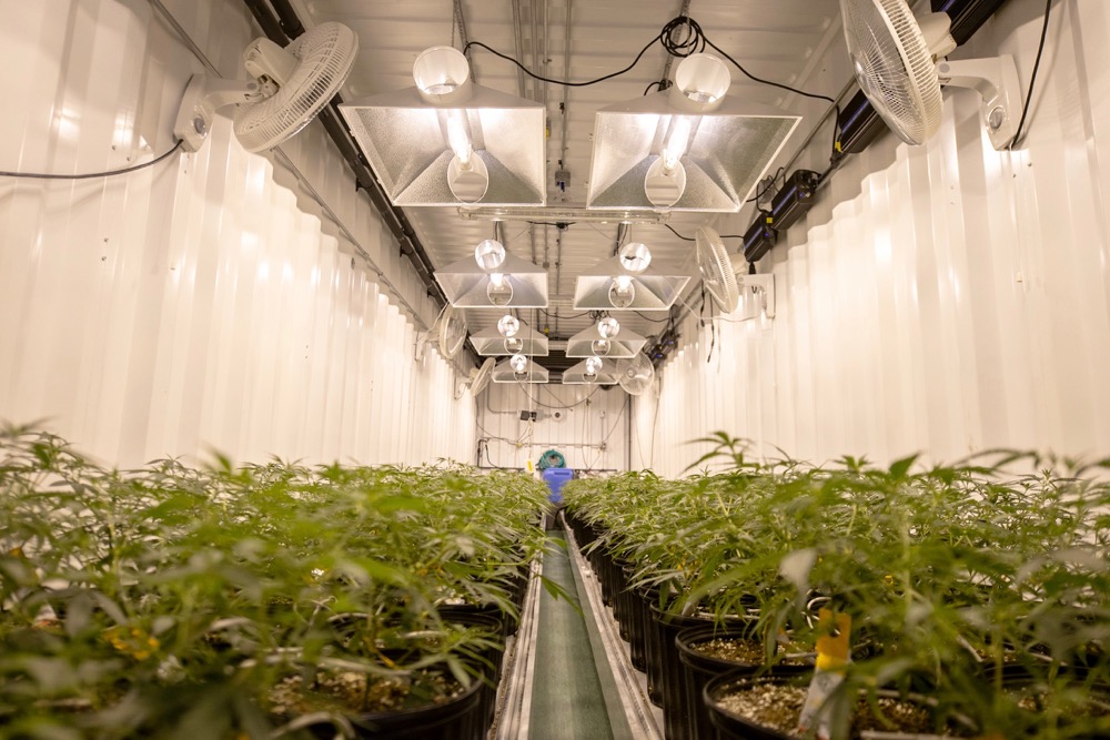 File photo of medical cannabis in production. (FatCamera/iStock/Getty Images)
