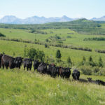 The Alberta landscape hasn’t changed but the cattle sector has, and that’s prompted Alberta Beef Producers to rethink how it operates. The farm group says it plans to make “substantive changes.”