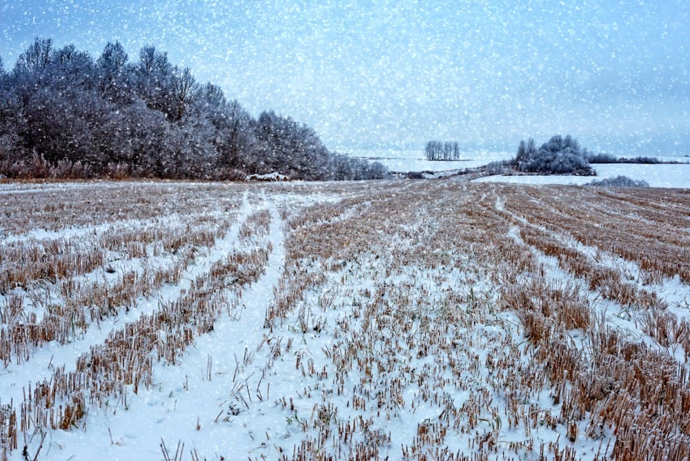 Weather conditions put the chill on harvest progress
