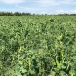 File photo of a pea crop south of Ethelton, Sask. on Aug. 1, 2019. (Dave Bedard photo)