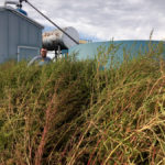 Kochia has taken over this abandoned well site and stands nearly as tall as Kevin Serfas. The Turin farmer says his calls to the energy companies that own several dozen similar sites on his family’s farming operation go unanswered. And managing the weeds would require “a full-time guy,” he said.