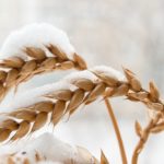 File photo of wheat under snow. (Ssvyat/iStock/Getty Images)